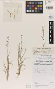 Image result for Eragrostis paniciformis
