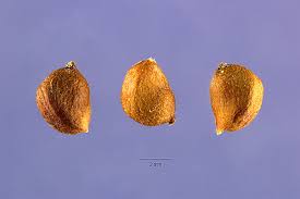 Image result for Stuckenia