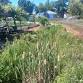 Planting Party II: The North Swale and Rain Garden... event in Eugene, OR