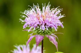 Stems are erect and square with opposite leaves How To Plant And Grow Bee Balm Gardener S Path