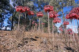 Image result for Bryophyllum tubiflorum