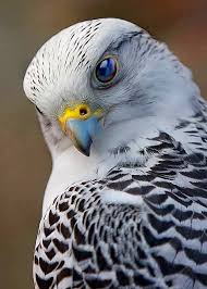 Bird With Red Neck And Head Red Neck Having Fun Photo Animals Beautiful Beautiful Birds Pet Birds