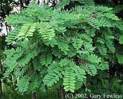 Check spelling or type a new query. Trees Of Wisconsin Robinia Pseudoacacia Black Locust