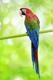 Colorful Bird With Big Feathers Pin On Army Wallpaper