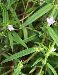 Image result for Hexasepalum sarmentosum