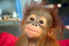 Hayvanlar Da Guler Cok Guzel Gulen Hayvanlar Foto Galerisi Kus Kedi Cakal Deniz Aslani Baykus Kopek Aslan Deve Kusu Es Bebek Orangutan Vahsi Hayvanlar Primat