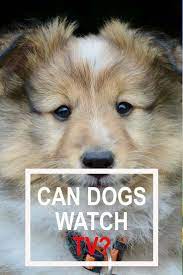 Can Dogs Watch Tv Watch Dogs Dogs Diy Dog Stuff