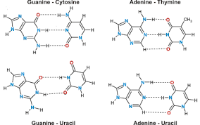 <ul><li> dna is the 'everyday' name given to the material, while it's formal 'iupac' name is deoxyribonucleic acid. If Water Molecules Form Hydrogen Bonds With Each Other How Come Dna Is Defined As One Molecule Instead Of Two Molecules Structure With The Fact That Between The Two Polynucleotide Chains Are