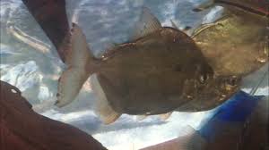 Fin and tail rot is one of the most common diseases in fish. Do My Silver Dollars Have Fin Rot Monsterfishkeepers Com