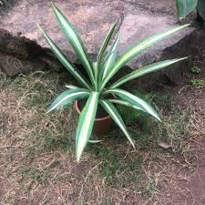 Image result for Agave sisalana
