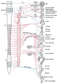 A diagram of the human nervous. Figure Diagram Of Efferent Sympathetic Red Statpearls Ncbi Bookshelf