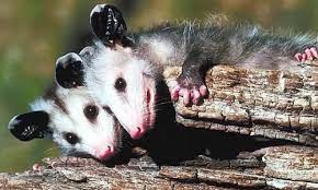 Possums Slowly Waddle About Eating Everything Others Do Not Want They Have A Mouthful Of 50 Small Teeth With Large Cani Baby Possum Cute Animals Animals Wild