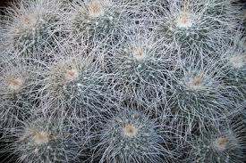 A cactus plant can bring bad feng shui if placed in a wrong area. Are Cactus Spines Poisonous Or Dangerous Terrarium Planting Guide