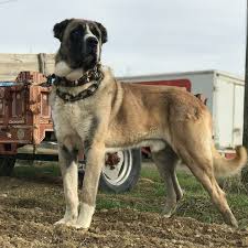 Pin On Anatolian Shepherd Dog Anadolu Coban Kopegi