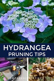 Hydrangea Pruning Guide For Beginners Empress Of Dirt Hydrangea Landscaping Planting Hydrangeas Growing Hydrangeas