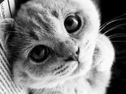 images?q=tbn:ANd9GcTRAIkSkeml1LZJ3q3Rric