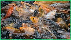 3 Ikan Air Tawar Yang Paling Cepat Besar Pertumbuhan Dan Panennya Dunia Fauna Hewan Binatang Tumbuhan Ikan Air Tawar Ikan Ikan Mas