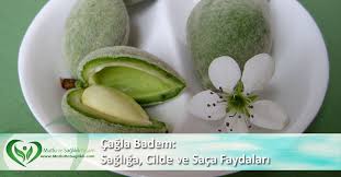 Cagla Badem Sagliga Cilde Ve Saca Faydalari Food Fruit Honeydew