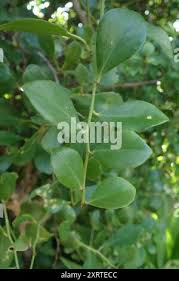 Image result for Gymnosporia arenicola