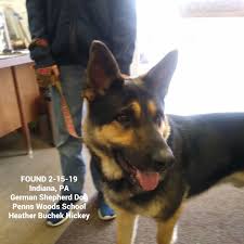 German shepherd puppies indiana pa. Founddog 2 15 19 Indiana Pa Germanshepherddog Penns Woods School Heather Buchek Hickey Losing A Dog German Shepherd Dogs Dogs