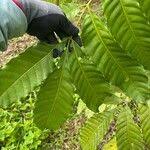 Image result for Aphanamixis