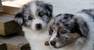 On the off chance that you've been looking for a blue nose pitbull puppies for sale on the web or googling puppies for sale and having no luck finding what your searching for, at that point you're in lucky coming here. Australian Shepherd Dog Puppies And Dogs For Sale Near You