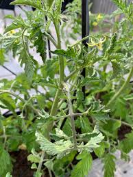 Image result for BLACKFLY ON TOMATO PLANTS
