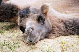 A camel distracts people working in the office, because it's a hump day. Hump Day Blues Brighten Your Wednesday With Cute Camels Vegaprocity
