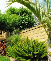 We did not find results for: 10 Reasons To Plant And How To Propagate The Foxtail Fern Dengarden