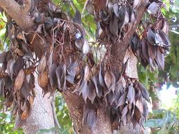Stenocarpus Sinuatus Seed Pods Img 0731 Seed Pods Seeds Pods