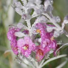 Image result for Sopubia lanata