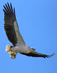 Image result for Malacca Blue 1990 Eagle