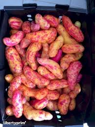 El olluco pertenece a la familia de los basellaceae, su nombre científico es ullucus tuberosus caldas. Olluco Importador Ams European Libertyprim