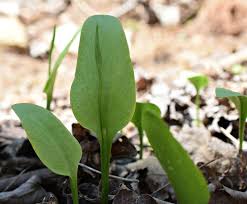 Image result for Ophioglossum vulgatum