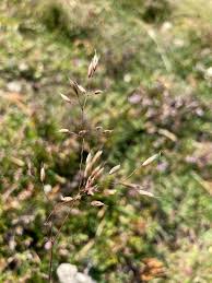 Image result for Avenella flexuosa