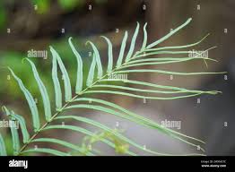 Image result for Pteris preussii