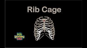 Ribs 8 thru 12, located at the bottom of the rib cage are called false ribs because they do not directly connect to the sternum from their own costal cartilages. Human Body For Kids Rib Cage Song Human Body Systems Youtube