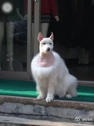 Random Pictures Of The Day 48 Pics Crazy Dog Funny Animals Cute Animals