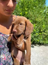 ADOTTATA Ci chiedono aiuto x trovare una casa sicura x questa meravigliosa  creatura. È veramente bellissima. Luna ha quasi tre mesi ed è un incrocio  tra papà Labrador e mamma Breton, quindi