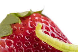 You know those blackberries you just picked? Maggots Might Be In Your Strawberries Healthing Ca