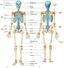 Check spelling or type a new query. Skeletal System Organization Of The Skeletal System