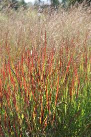 Image result for Panicum chionachne