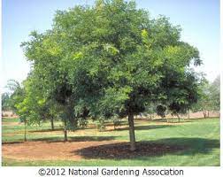 Pin On Gardens