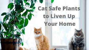 The parlor palm is super easy to care for, purifies the air in your apartment, and looks. Cat Safe Plants To Liven Up Your Home Cat Sitter Toronto Inc