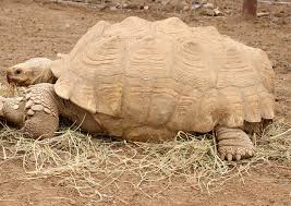 Image result for Grewia sulcata