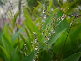 Image result for Thalia geniculata