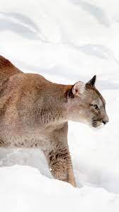 Pin On Animal Wallpaper Iphone Android