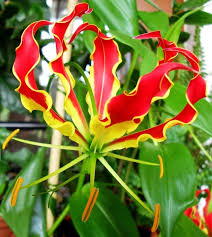 Image result for Gloriosa superba