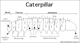 Some of the worksheets displayed are parts of the body work, arm hand leg foot eye mouth ear nose, lesson parts of the body, body part matching work, body parts lesson plan kindergarten, my body, look read and. Caterpillar Anatomy Printout Enchantedlearning Com