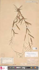 Image result for Urochloa xantholeuca